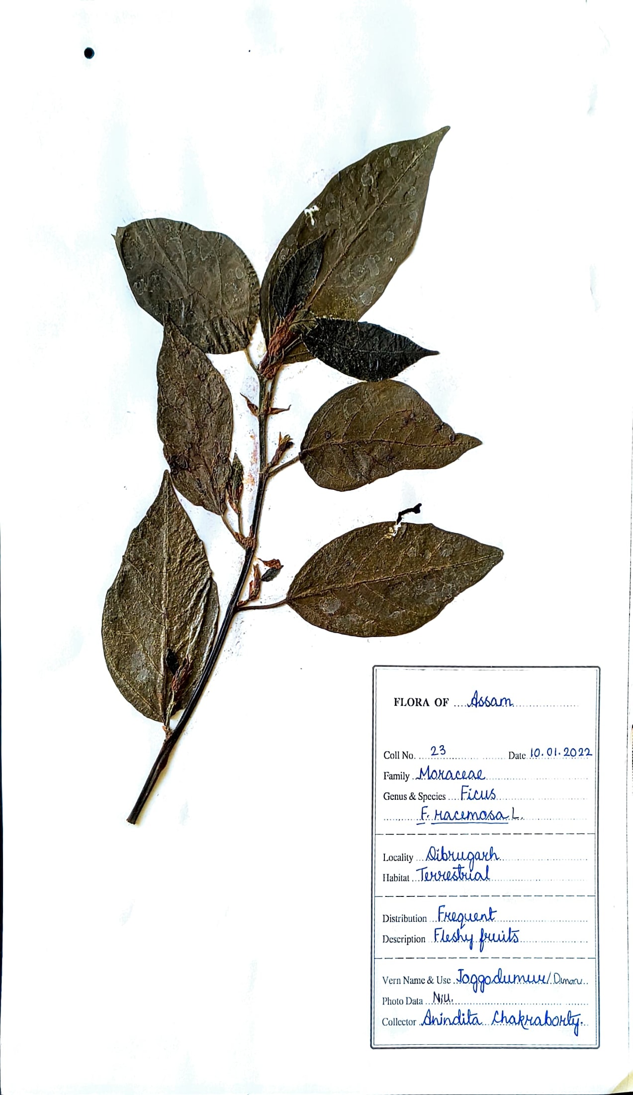 Dimoru (Ass.) (Herbarium)